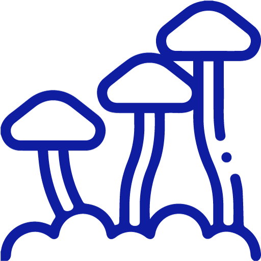 Magic Mushroom Dried Mushrooms